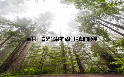 而且, 喜光盆栽的适应性真的很强