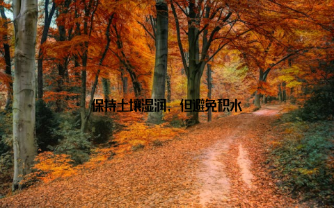 保持土壤湿润, 但避免积水