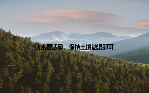 浇水要适量, 保持土壤微湿即可