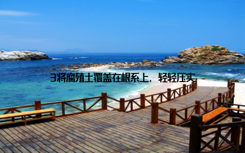 3将腐殖土覆盖在根系上, 轻轻压实