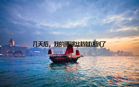 几天后, 我的珊瑚盆栽就送到了