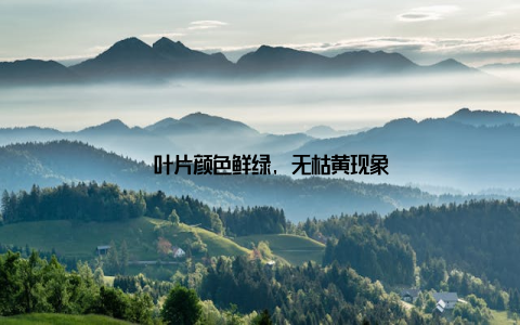 – 叶片颜色鲜绿, 无枯黄现象