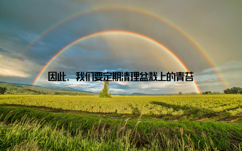 因此, 我们要定期清理盆栽上的青苔