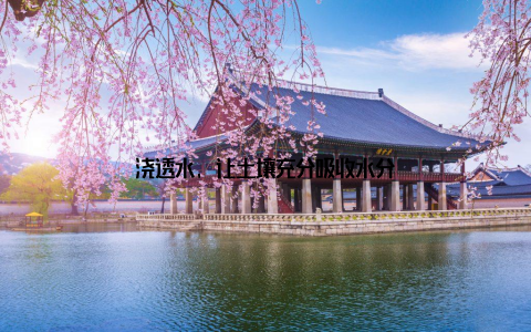 浇透水, 让土壤充分吸收水分