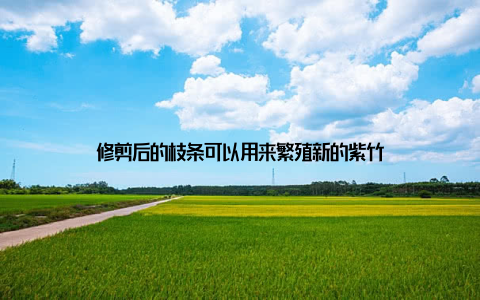 修剪后的枝条可以用来繁殖新的紫竹