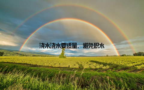 浇水浇水要适量, 避免积水