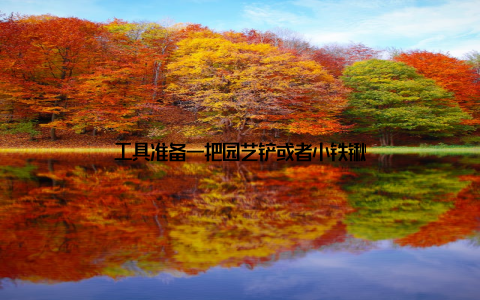 工具准备一把园艺铲或者小铁锹