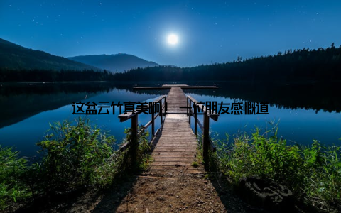 这盆云竹真美啊! 一位朋友感慨道