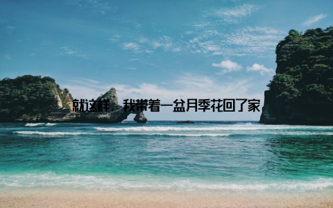 就这样, 我带着一盆月季花回了家