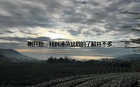 刚开始, 我对薄荷盆栽的了解并不多