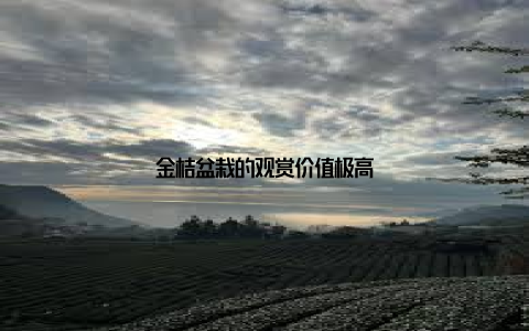 金桔盆栽的观赏价值极高