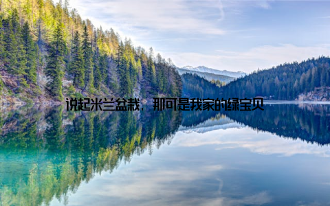 说起米兰盆栽, 那可是我家的绿宝贝