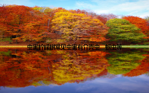 虫害柠檬树常见虫害有介壳虫、蚜虫等