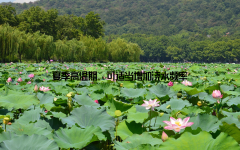 夏季高温期, 可适当增加浇水频率