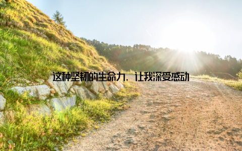 这种坚韧的生命力, 让我深受感动