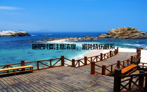 施肥时要注意浓度, 避免烧伤根系