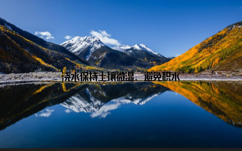浇水保持土壤微湿, 避免积水