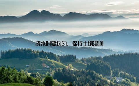 浇水时要均匀, 保持土壤湿润