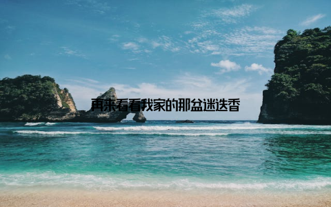 再来看看我家的那盆迷迭香