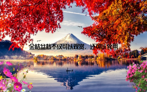 金桔盆栽不仅可以观赏, 还可以食用