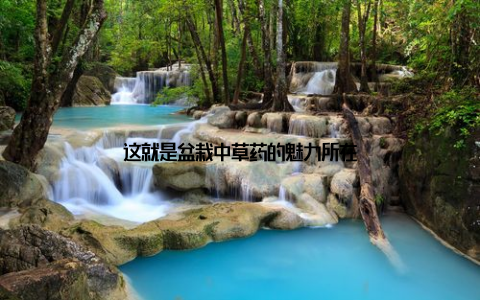 这就是盆栽中草药的魅力所在