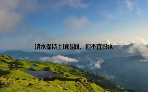 浇水保持土壤湿润, 但不宜积水