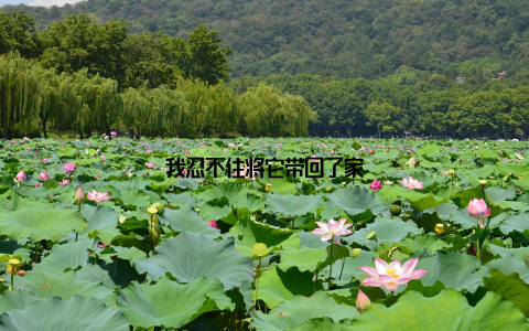 我忍不住将它带回了家