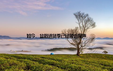 如今, 盆栽进货季已经接近尾声