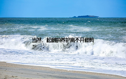 当然, 松树的养护离不开修剪