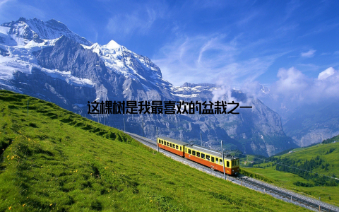 这棵树是我最喜欢的盆栽之一