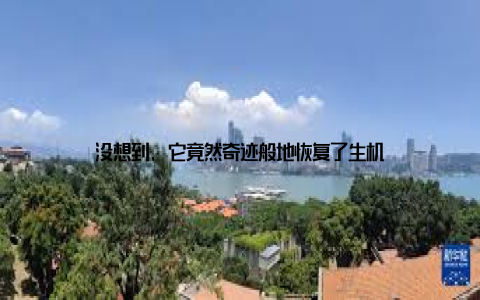 没想到, 它竟然奇迹般地恢复了生机