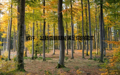 或许, 盆栽香榧就能满足你的需求