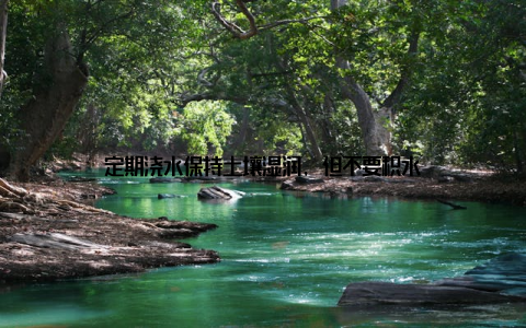 定期浇水保持土壤湿润, 但不要积水
