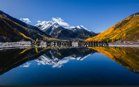 冬季, 要注意保暖, 避免植株受冻