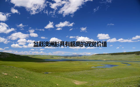 盆栽澳洲杉具有极高的观赏价值