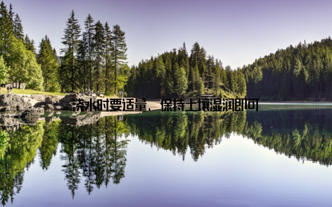 浇水时要适量, 保持土壤湿润即可