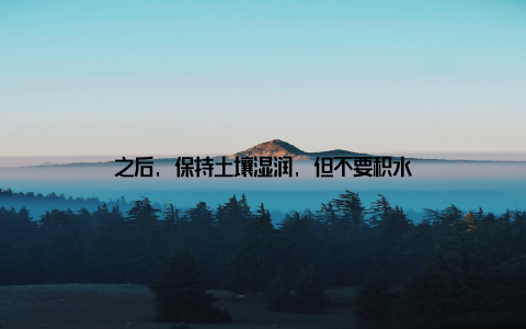 之后, 保持土壤湿润, 但不要积水