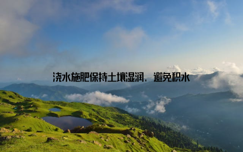 浇水施肥保持土壤湿润, 避免积水