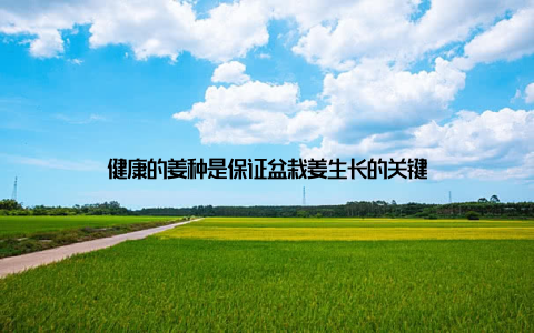 健康的姜种是保证盆栽姜生长的关键