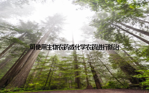 可使用生物农药或化学农药进行防治