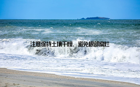 注意保持土壤干燥, 避免根部腐烂