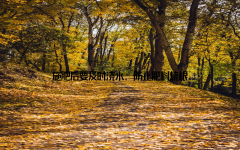 施肥后要及时浇水, 防止肥料烧根