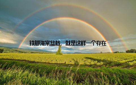 铁脚海棠盆栽, 就是这样一个存在