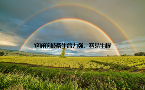 这样的枝条生命力强, 容易生根