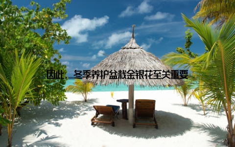 因此, 冬季养护盆栽金银花至关重要