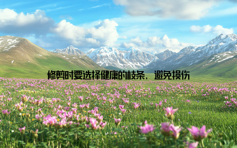 修剪时要选择健康的枝条, 避免损伤