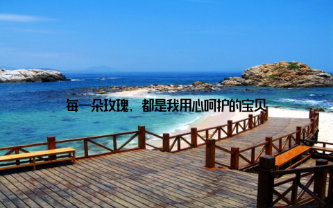 每一朵玫瑰, 都是我用心呵护的宝贝