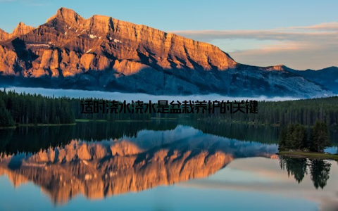 适时浇水浇水是盆栽养护的关键