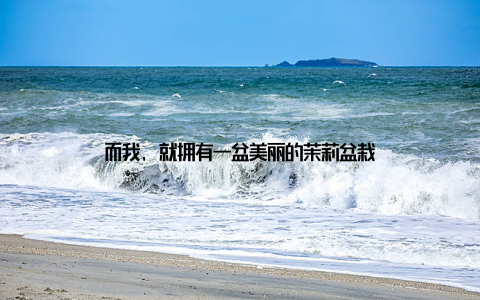 而我, 就拥有一盆美丽的茉莉盆栽