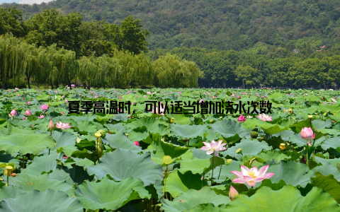 夏季高温时, 可以适当增加浇水次数